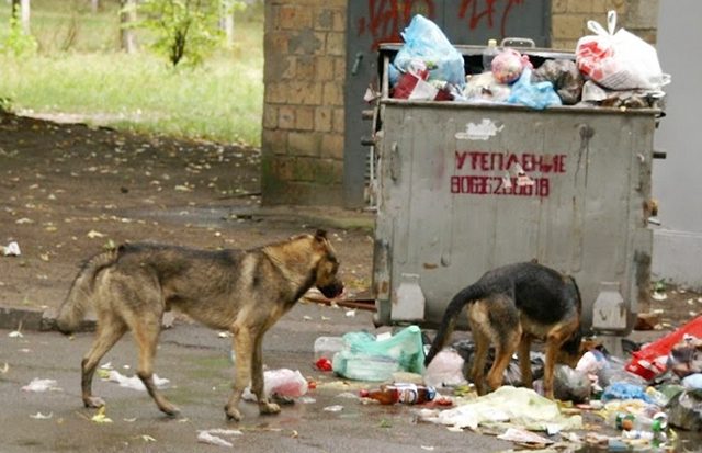 Nzeng Ayong Une Femme Mordue Par Un Chien Errant Focus