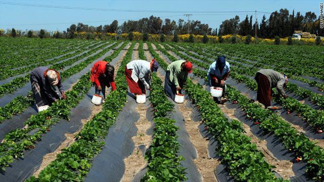 Gabon  Le secteur agricole un porteur d’emplois – Focus Groupe Media
